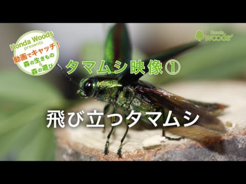 【HondaWoods presents】動画でキャッチ！ 自然の大図鑑「タマムシの飛行シーンを動画で撮影しました！」飛び立つタマムシ