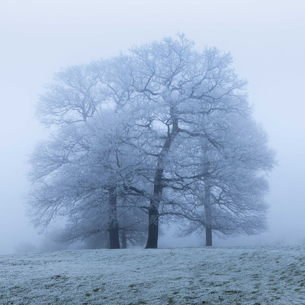 A group of four trees, their bare branches covered with hoar frost, stand in the mist.