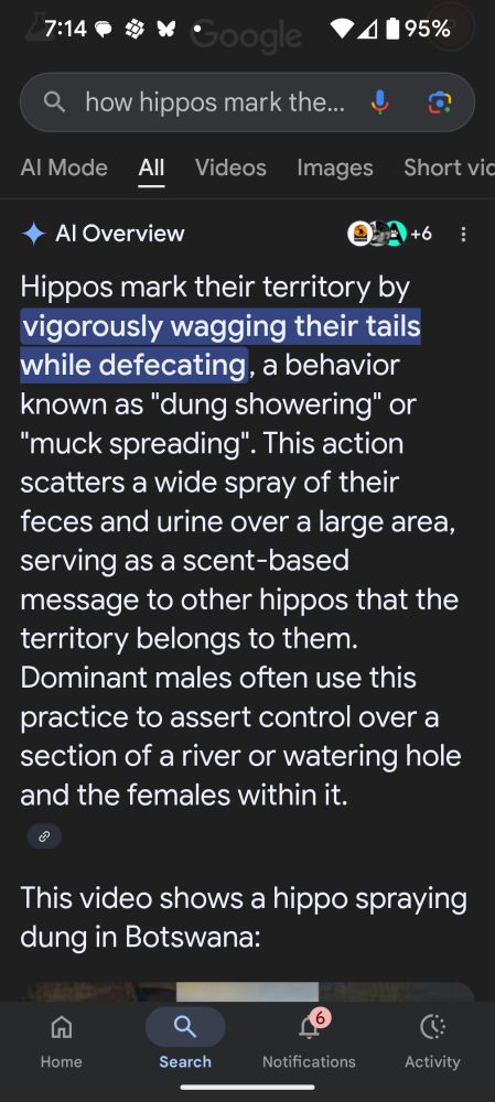How hippos mark their territory, by spreading scat and urine is similar to Trump thinking he owns everything.