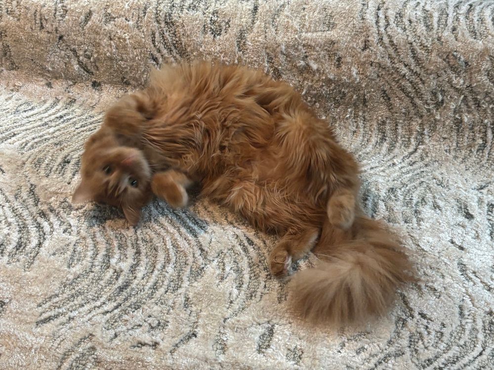 Orange floofy cat on back.