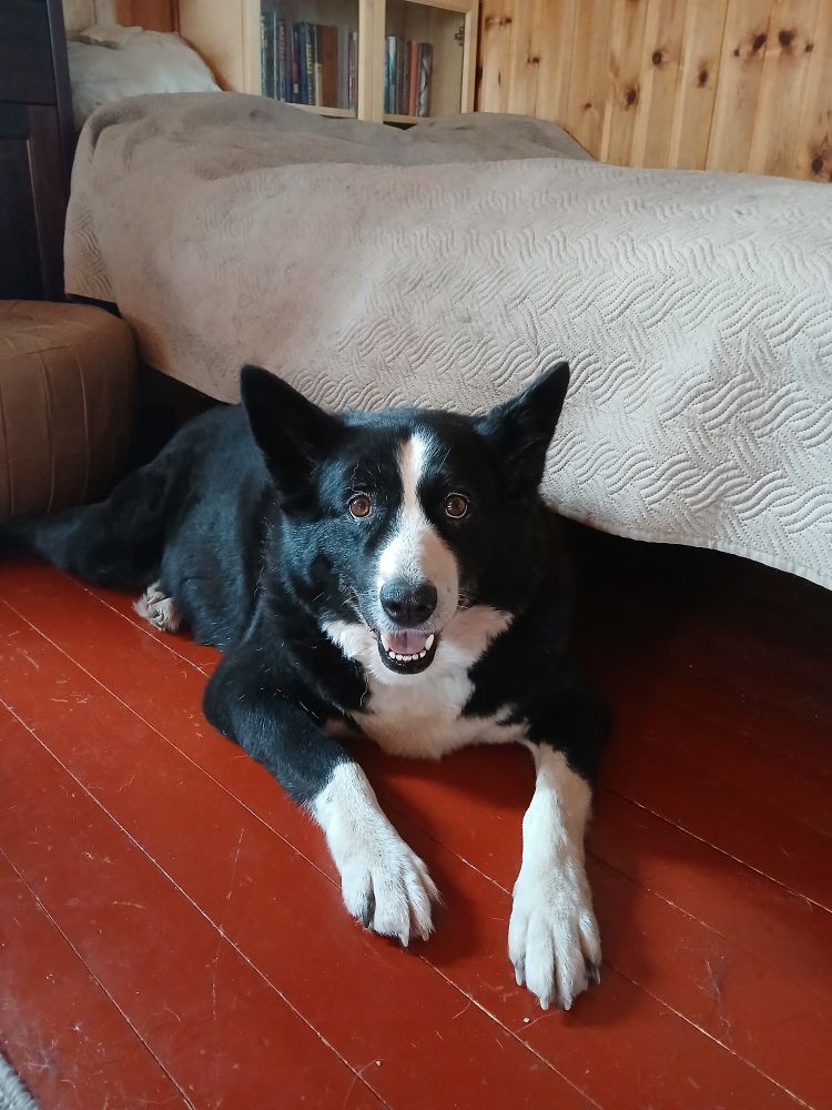 Black and white Karelian bear dog