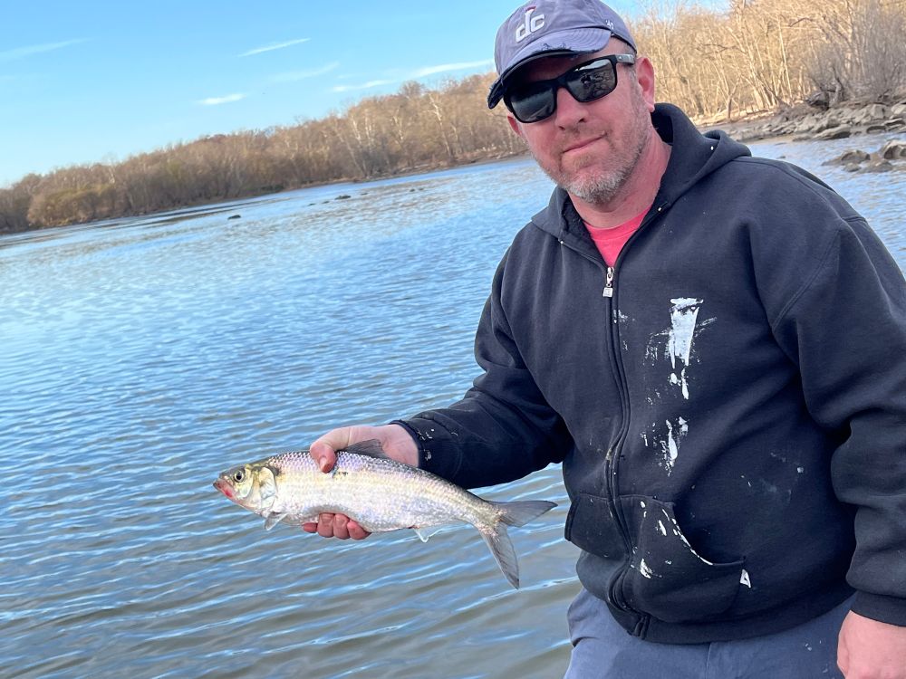 Man holding shad on bank of Potomac River.