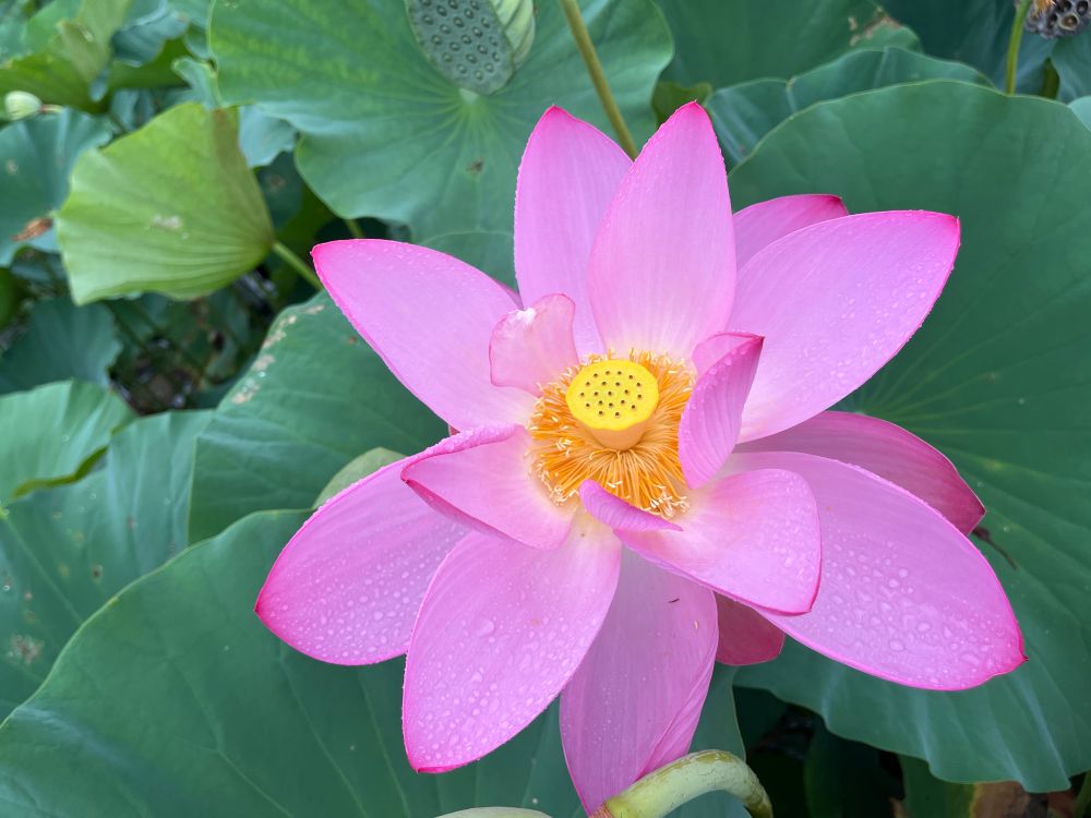 Full bloom lotus flower with pink petals.