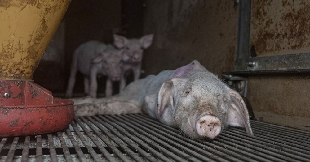 Cet élevage de cochons fournit la Marque Repère de E.Leclerc...