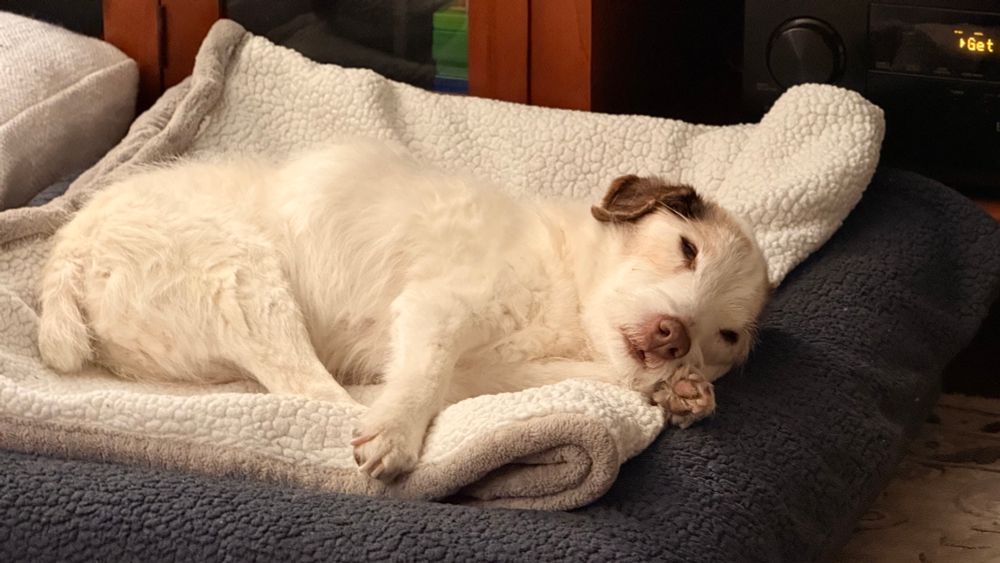 Jack Russell Terrier sleeping with her head on her paw on a cuddly blanket 