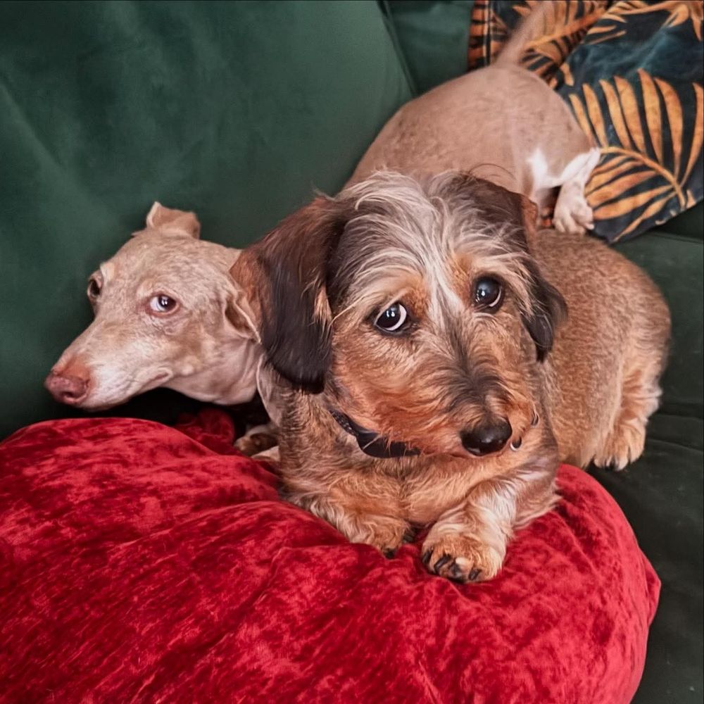 Two dogs with looks of sadness mixed with complete betrayal on their faces.