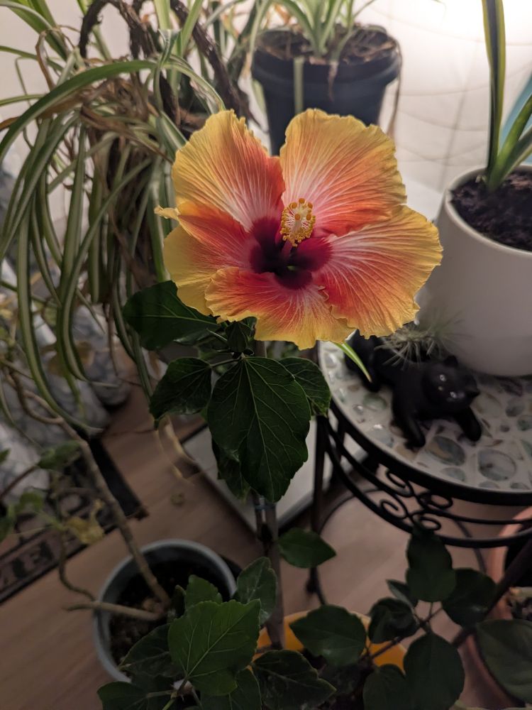 A huge orange and red hibiscus bloom with other plants around it
