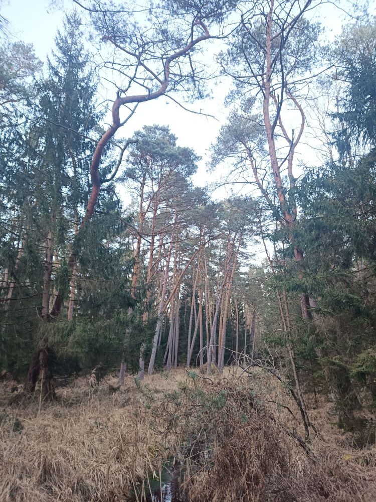 Peatland in the Northern Vosges 
