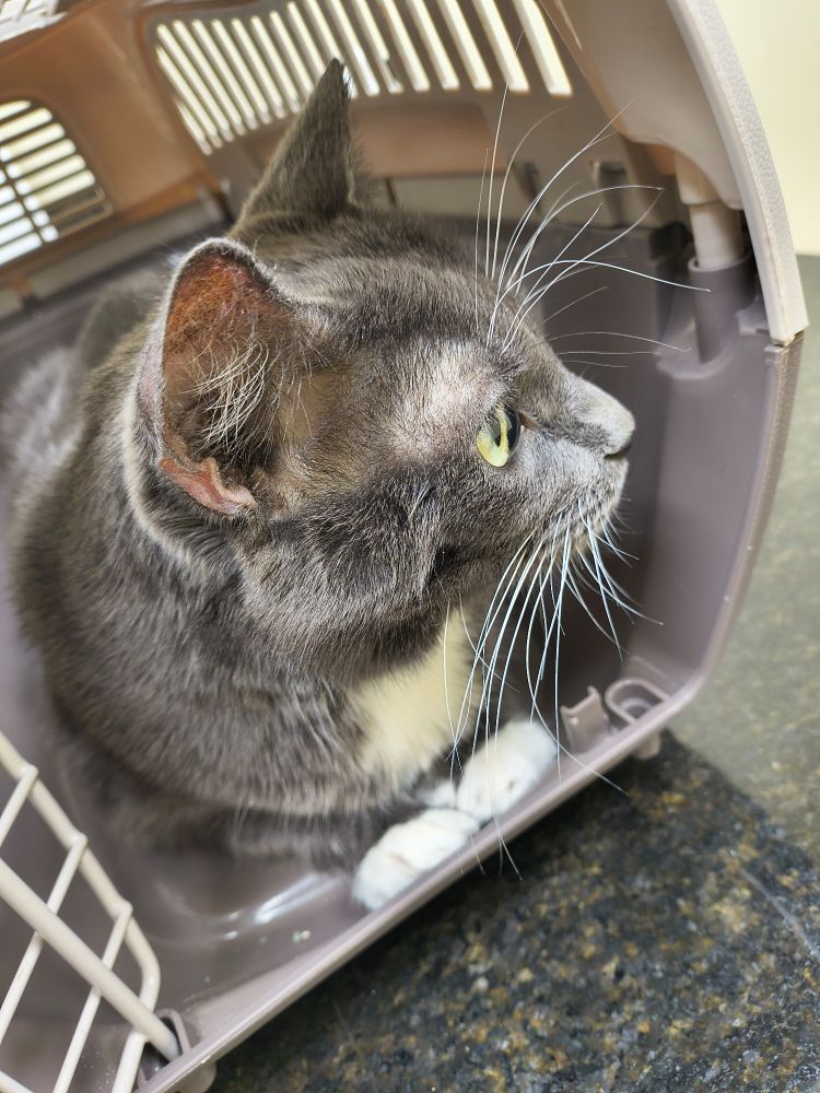 A green eyed grey chartreux cat with a milk trail laying in a cat carrier atop a black granite counter. 
