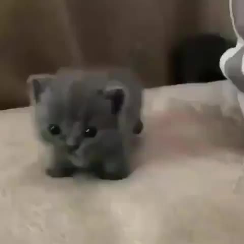 A little stubby grey cat 