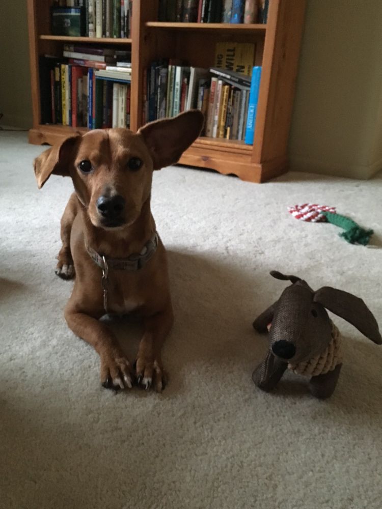 a caramel colored dachshund mix with one crazy ear and his plush dachshund friend 