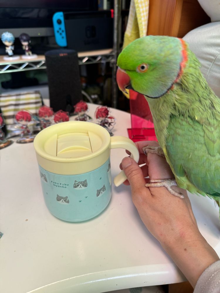 マグカップを持つ飼い主の手に乗るインコ。