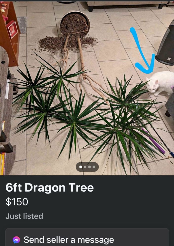 Screenshot of Facebook where a cat has knocked over a dragon tree.  The listing says 6 ft Dragon Tree and is listed at $150.