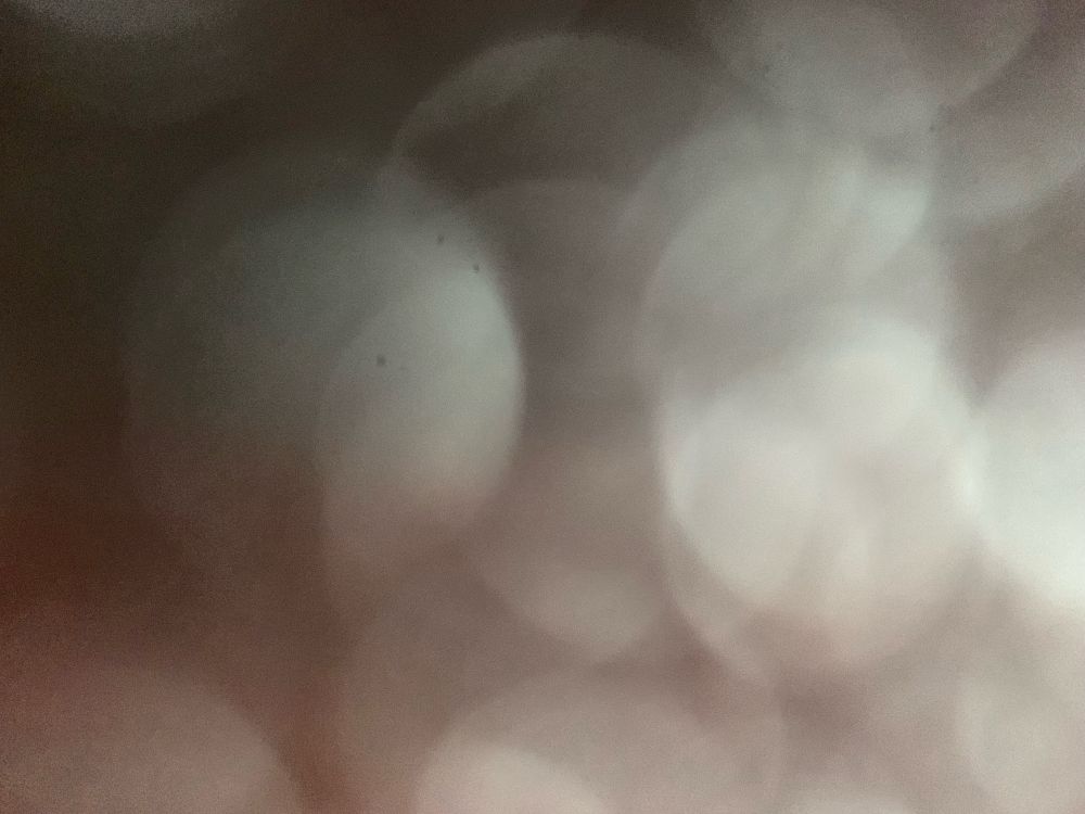 close up of jellyfish