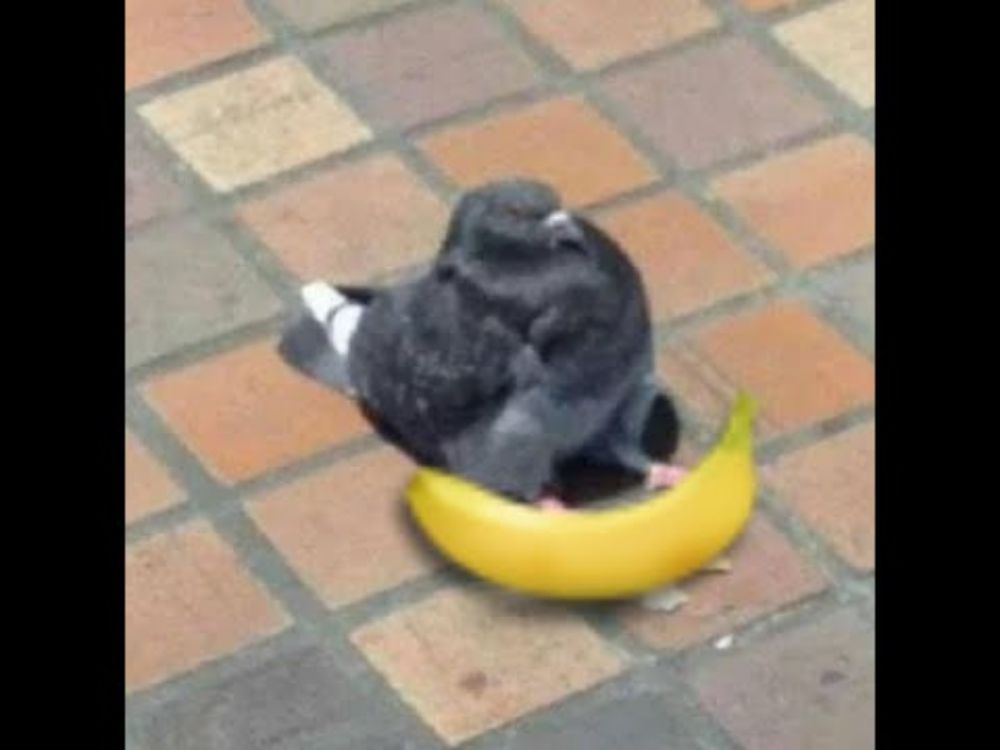 Banana Pigeon
