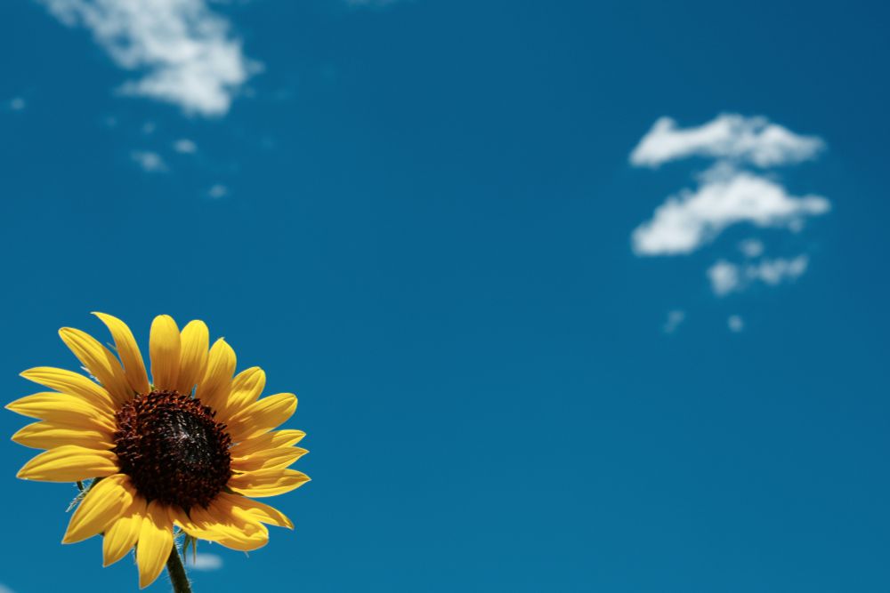 A vibrant yellow sunflower with a dark brown center stands in the lower left corner against a brilliant deep blue sky. Scattered white, fluffy clouds are visible in the upper part of the frame, particularly on the right side. The sun is shining directly on the sunflower, making its petals glow.