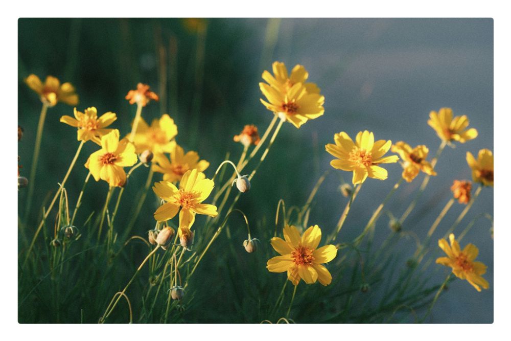 A low-angle, eye-level shot captures a cluster of vibrant yellow coreopsis flowers in the warm light of a sunset. The flowers, with their bright yellow petals and darker orange-yellow centers, are in sharp focus in the foreground, while their slender green stems and foliage are visible below. Some unopened flower buds are also interspersed among the blooms. The background is softly blurred, transitioning from darker green tones on the left, suggesting more foliage, to a lighter, hazy blue-gray on the right, which could be a path or open space, gently illuminated by the golden light.