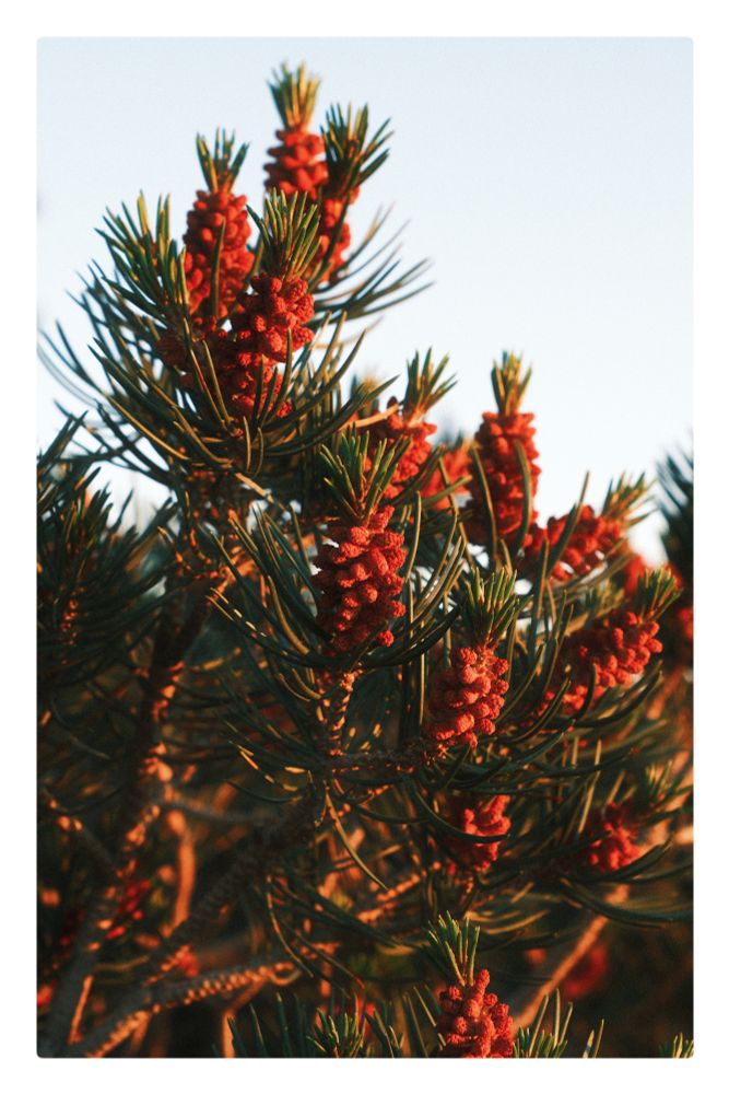 A close-up, vertical shot captures the vibrant details of a pine tree branch, illuminated by the warm, golden light of a sunset. The numerous pine needles are a deep green, contrasting with the many small, reddish-brown male pine cones that are clustered along the branches. The cones are slightly elongated and textured, appearing as if they are in the process of blooming or maturing. The background is a soft, out-of-focus blend of light blue and white, suggesting a clear sky, with some areas hinting at the warm glow on the horizon.