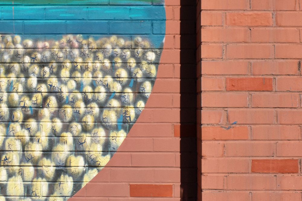 A close-up shot of a brick wall split vertically by a dark shadow. To the right, the wall is a consistent reddish-brown. To the left, a portion of the brick wall is painted, featuring a colorful mural. The mural features a blue background on top, and below it, numerous stylized tulips are depicted. These tulips are predominantly pale yellow with dark outlines suggesting the petals and stems. The yellow paint is cracked in places giving a weathered look.