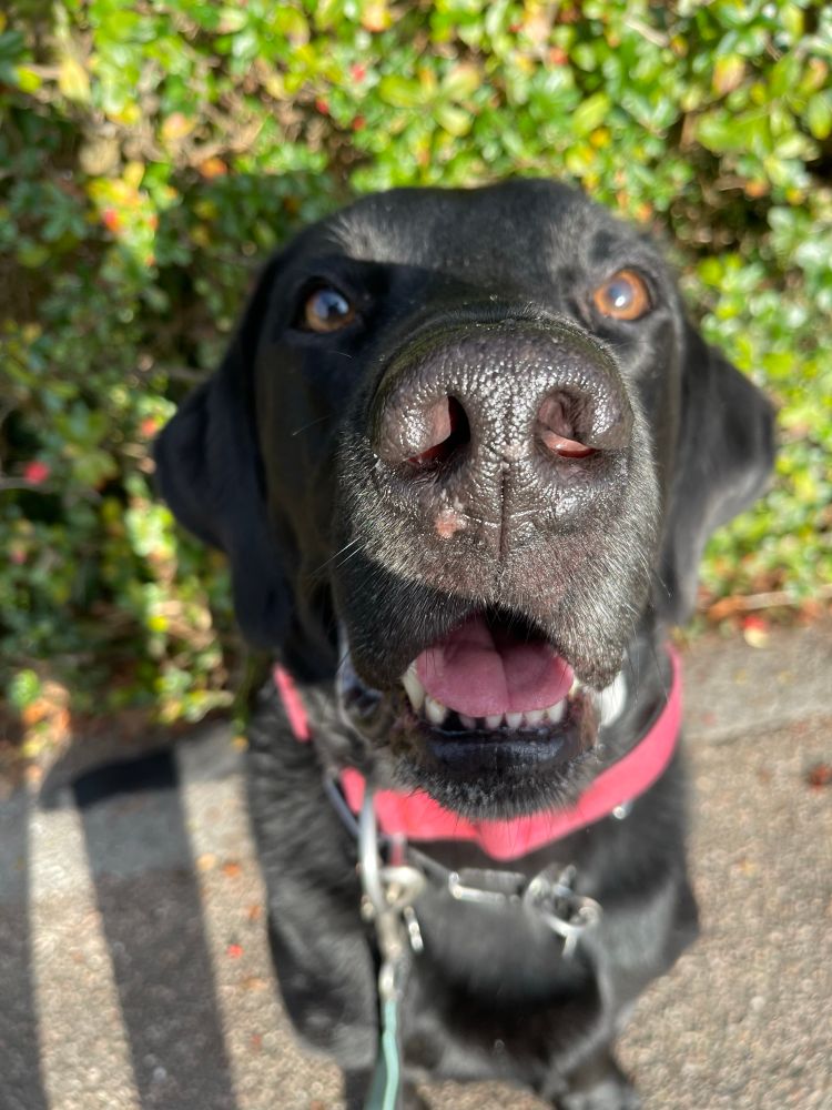 Photo of a black lab sitting on a sidewalk with a green bush behind him. He wears a red collar and looks lovingly at the camera with his mouth slightly open