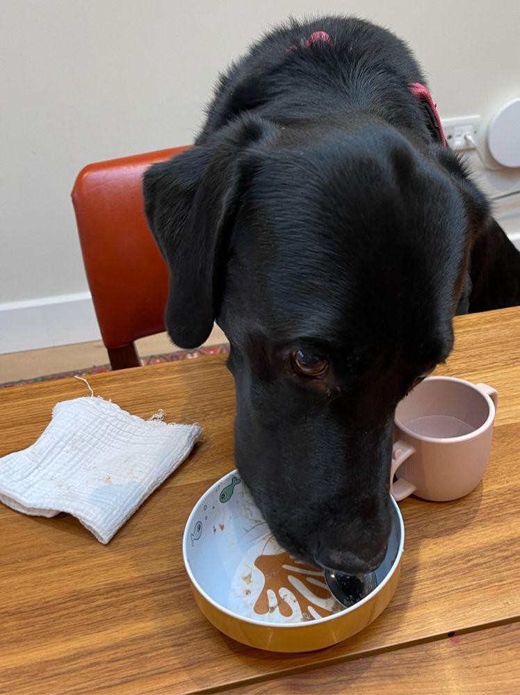 Photo of a black Labrador dog with front legs perched on a reddish orange chair, only part of the back of which is visible, eating from a bowl on a wooden table. There is a napkin to the left of his face and a pink cup to the right of his face. His eyes are open but only one eye is visible as his face is tilted slightly. 
