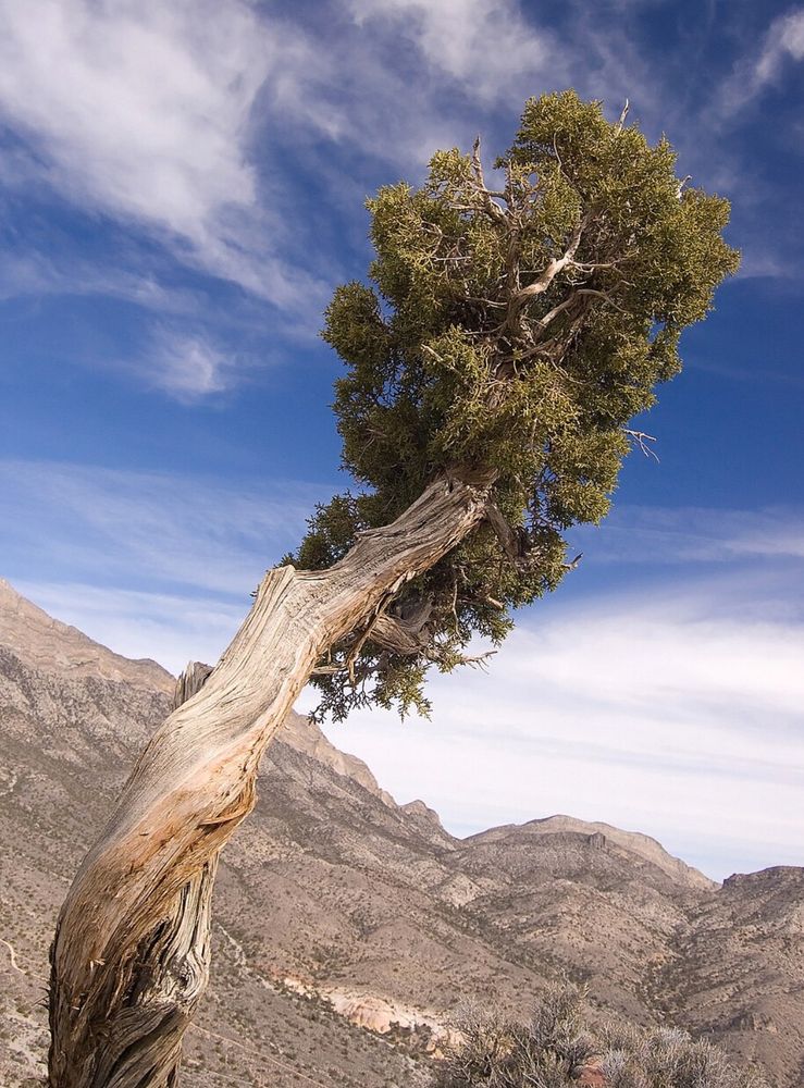 Photo of a juniper tree with a twisting trunk that reaches up diagonally across the frame to its green, leafy top. The sky is mostly blue with some hazy clouds in the background, and some dry mountains in the background 