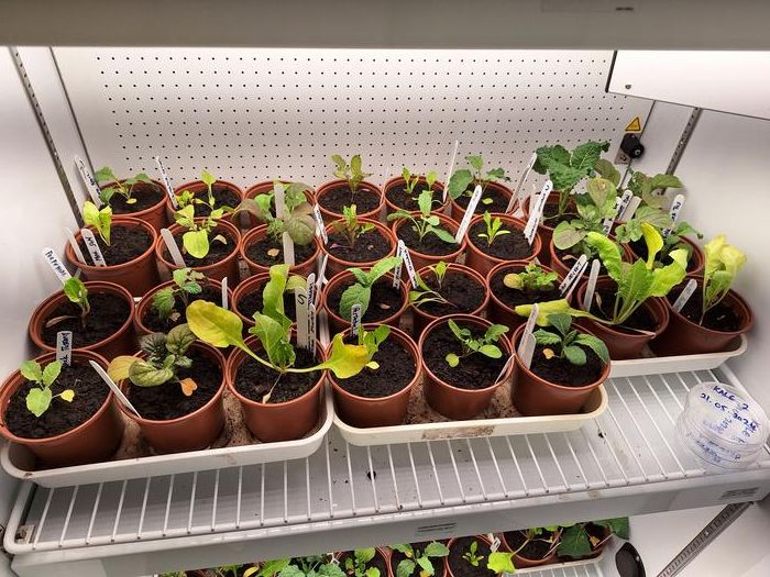 Vegetables grown at different carbondioxide levels