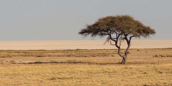 Een Afrikaanse savanne