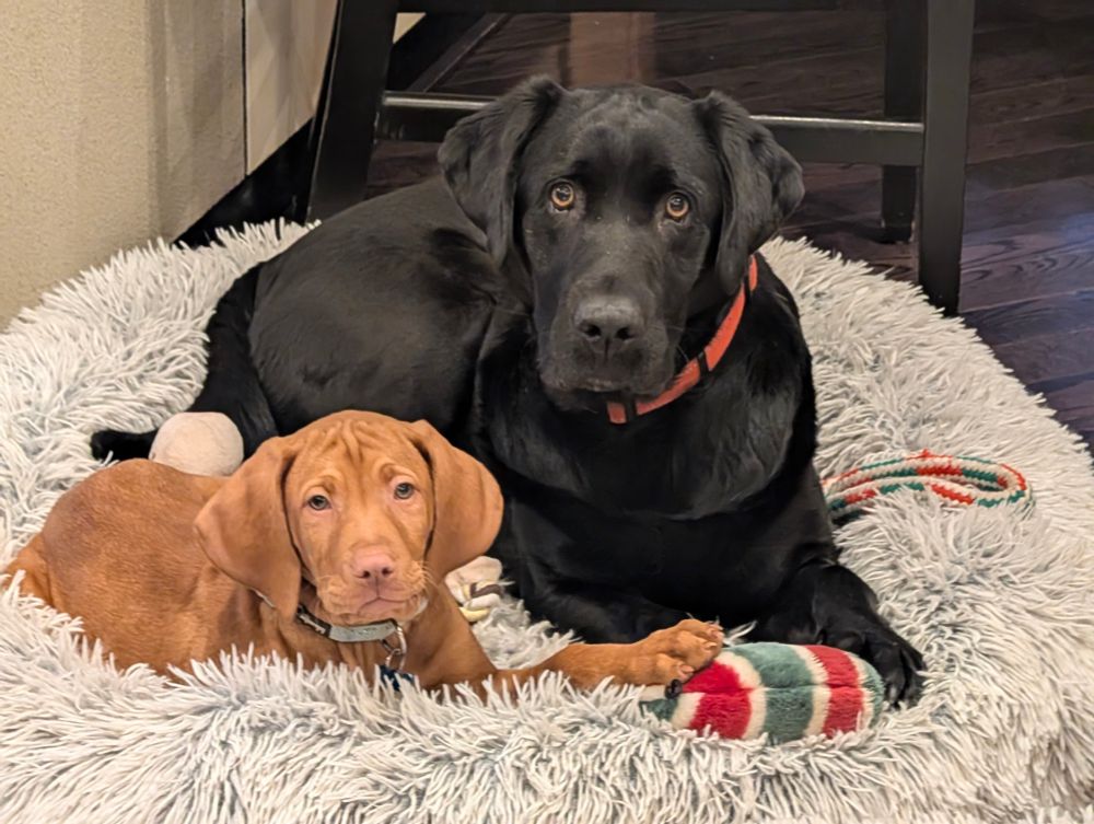 A large black labrador retriever on a dog bed with a small brown vizsla puppy. 
