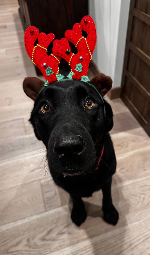Black Labrador wearing red and green Christmas reindeer antlers. 