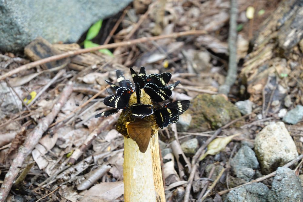Photo of at least ten butterflies at the end of a fungi looking structure in El Salvador. Photo by Victor Romero