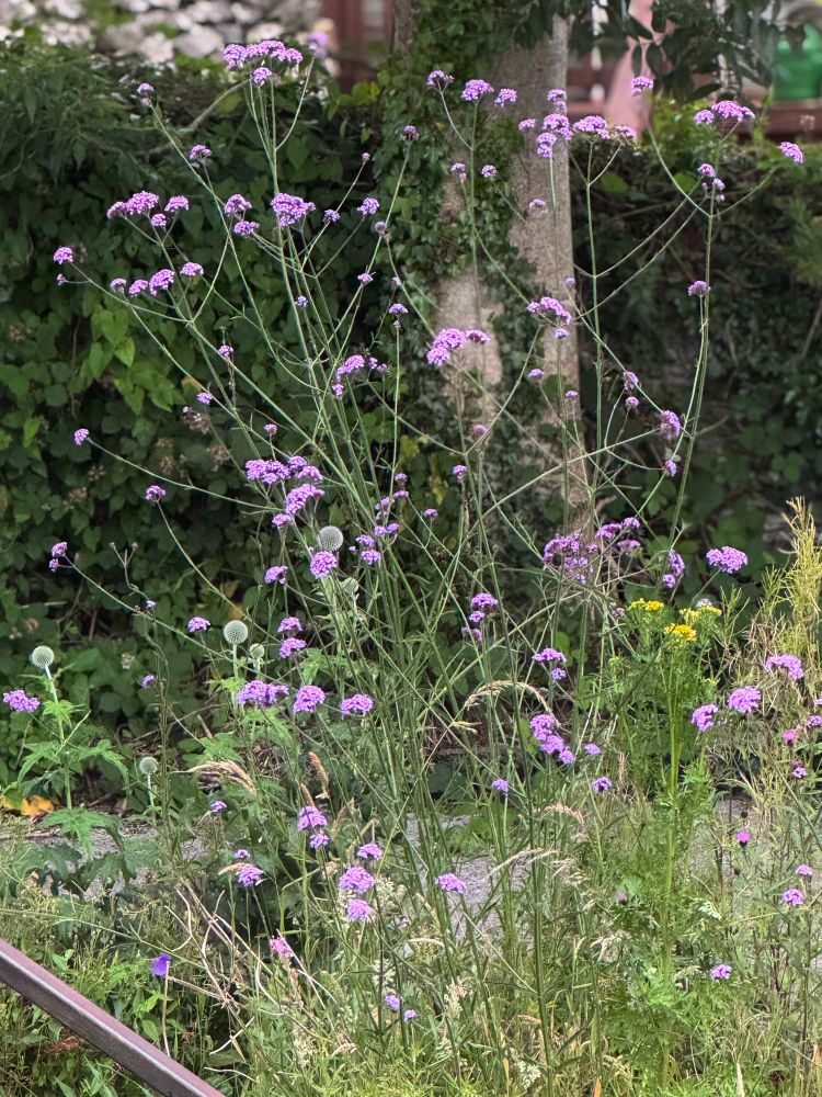 A largely green plants scene in the garden with tall slender stems of Verbena bonariensis which are tall with small pops of vibrant mid purple colour at the tops of each stem 