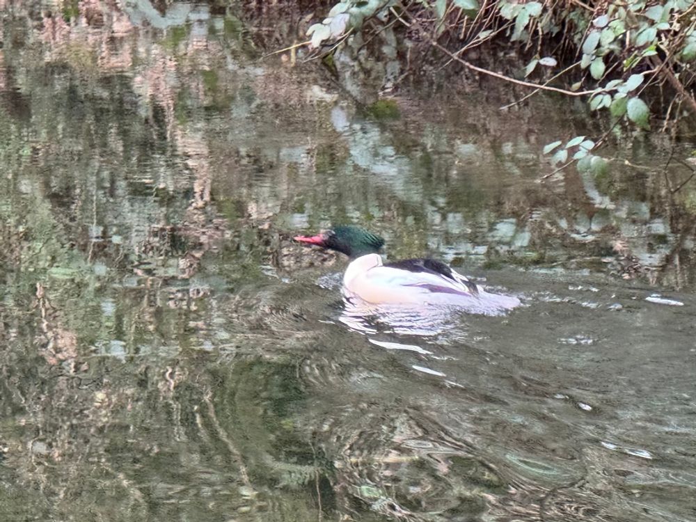 A Goosander (large duck) with a bright red pointy bill and emerald red head, white body and black back swimming on canal water in Tavistock, Devon