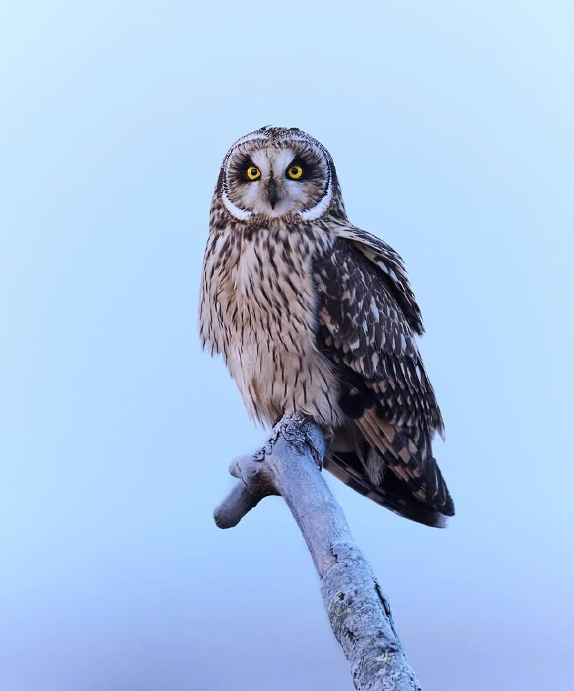 A short-eared owl perched on a branch, staring with striking yellow eyes against a soft blue sky.