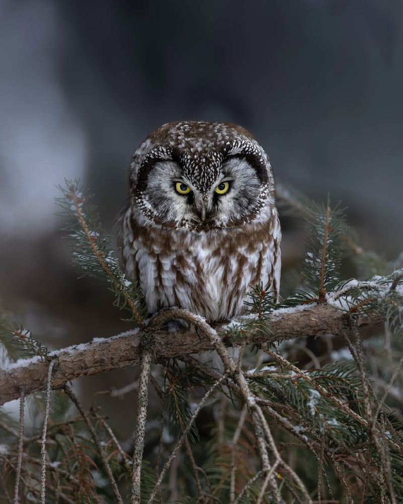 A Boreal Owl with striking yellow eyes perches on a snow-dusted branch surrounded by evergreen needles.
