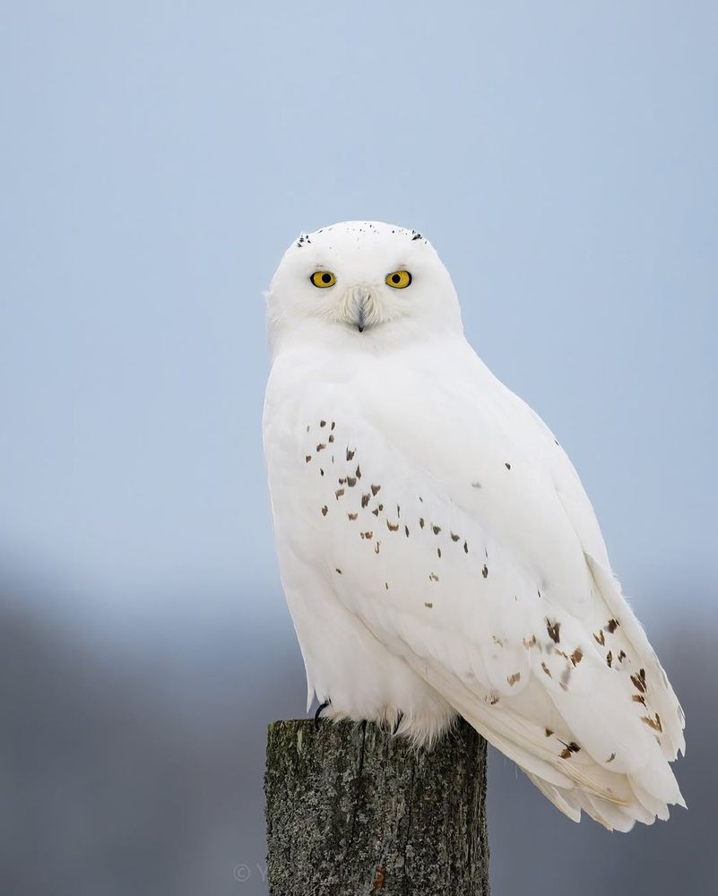 snowy owls, Photos by yswildlifephotography