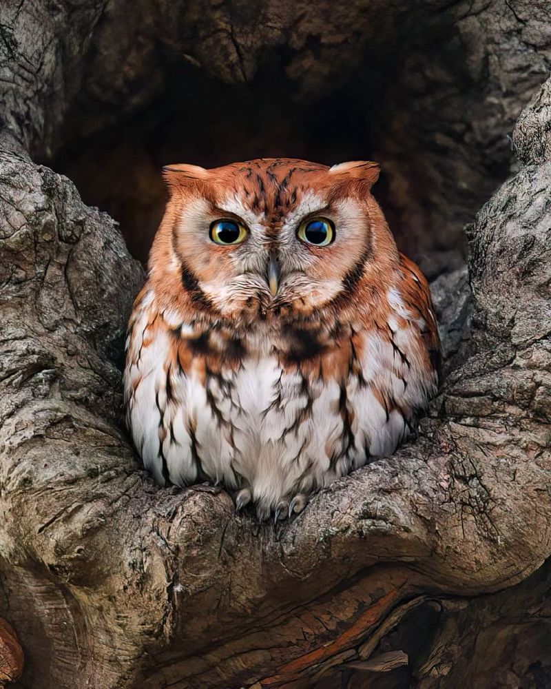The eastern screech owl or eastern screech-owl, is a small owl that is relatively common in Eastern North America, from Mexico to Canada.