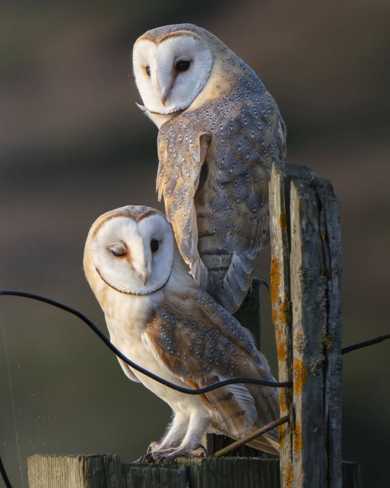 Two barn owls perched on a weathered wooden post during golden hour. One owl stands upright, looking forward with calm focus, while the other owl beside it has one eye closed in a playful wink. Their feathers glow with soft shades of cream, brown, and grey.