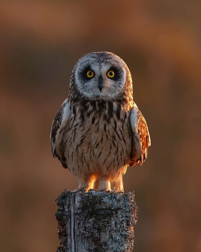 A short-eared owl perched on a mossy wooden stump, staring directly at the camera with piercing yellow eyes. Warm sunlight glows on the side of its face