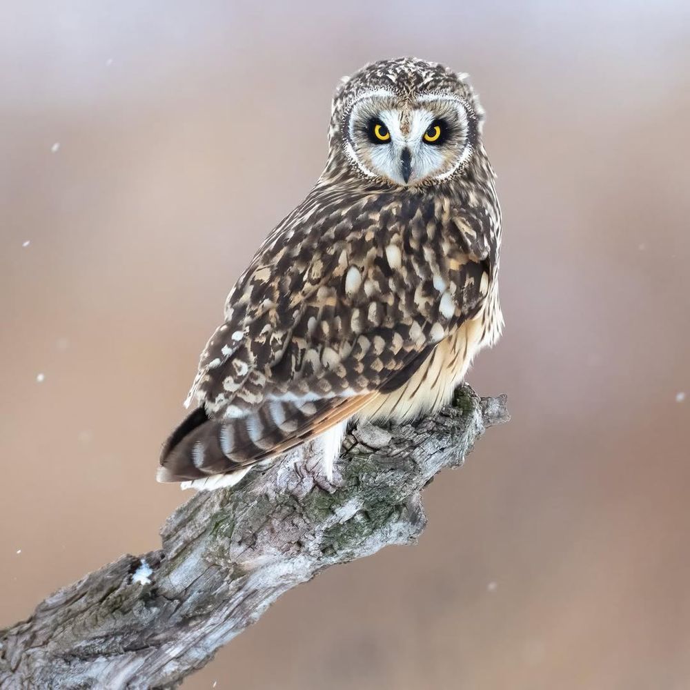 Owl Daily: 