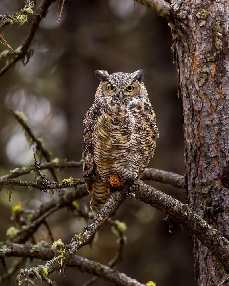 A Great Horned Owl perched on a moss-covered tree branch in a forest, staring directly at the camera with intense yellow eyes.