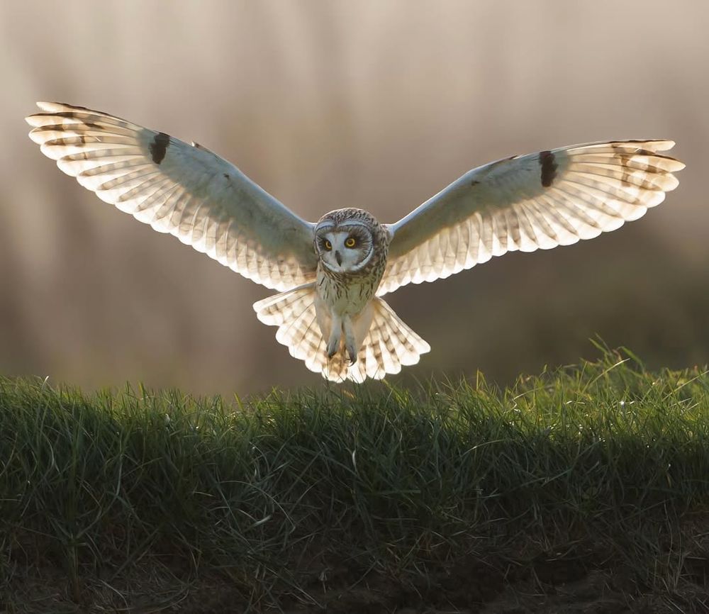A magnificent owl, wings outstretched, gracefully descends toward the emerald grass. Its sharp yellow eyes are locked onto its target, showcasing the precision and elegance of this majestic bird in flight.