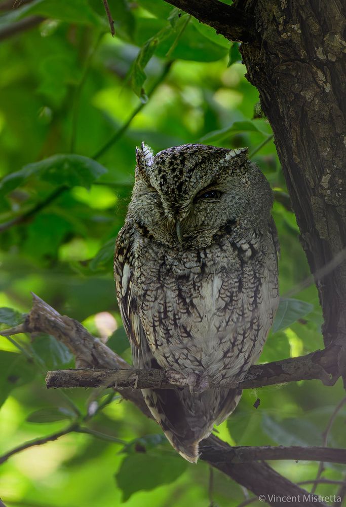 Eastern Screech Owl hiding in tree