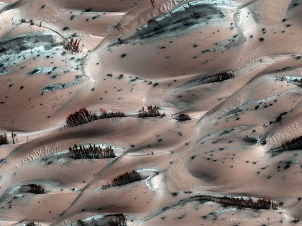 A picture of the Martian surface shows reddish dunes and what appear to be trees sticking up from them. The trees are dark streaks of basaltic sand pushed to the surface via sublimating dry ice.