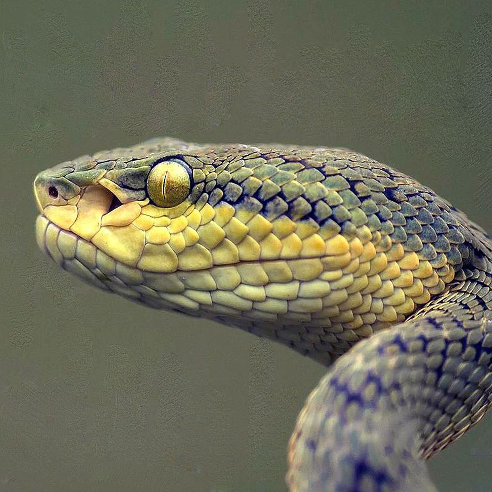 Photograph of the profile of a bamboo pit viper's head, with a golden eye and green and yellow scales.
