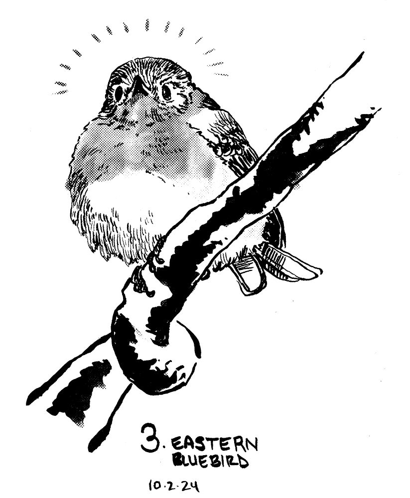 An ink drawing of an eastern bluebird sitting on a branch. The bird's bill is in the air slightly and there's a look of determination on their face. There are action lines to reinforce this attitude. The area where the bluebird is normally orange is shaded with a light halftone.