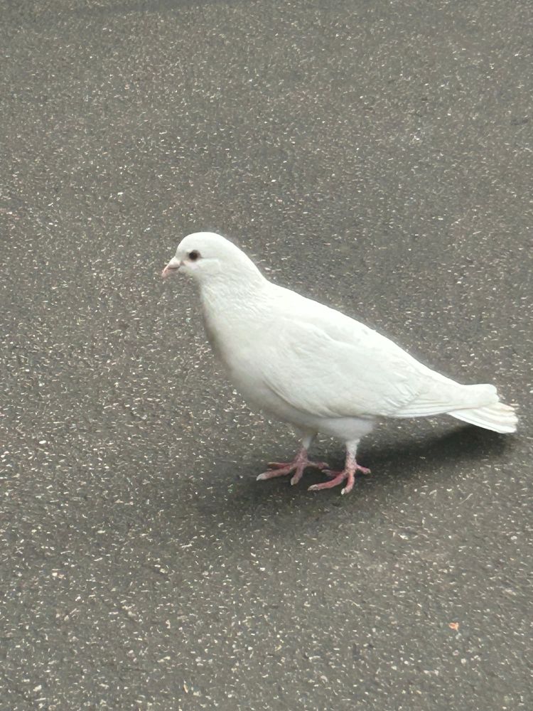 A pure white pigeon, aka a ‘dove of peace’, stands in profile on asphalt
