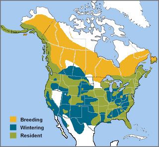 A map of the range of the Bald Eagle. The breeding range includes most of Canada. 