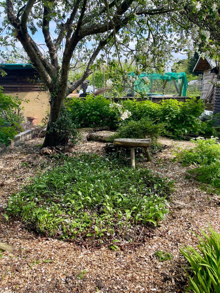 Circle of wild garlic under an apple tree on our allotment.