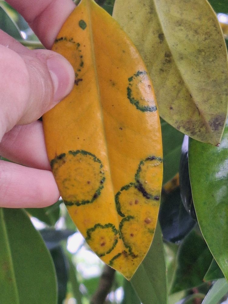 A yellow Holly leaf (Lacking spikes on the ridge), covered in green arcs and circles